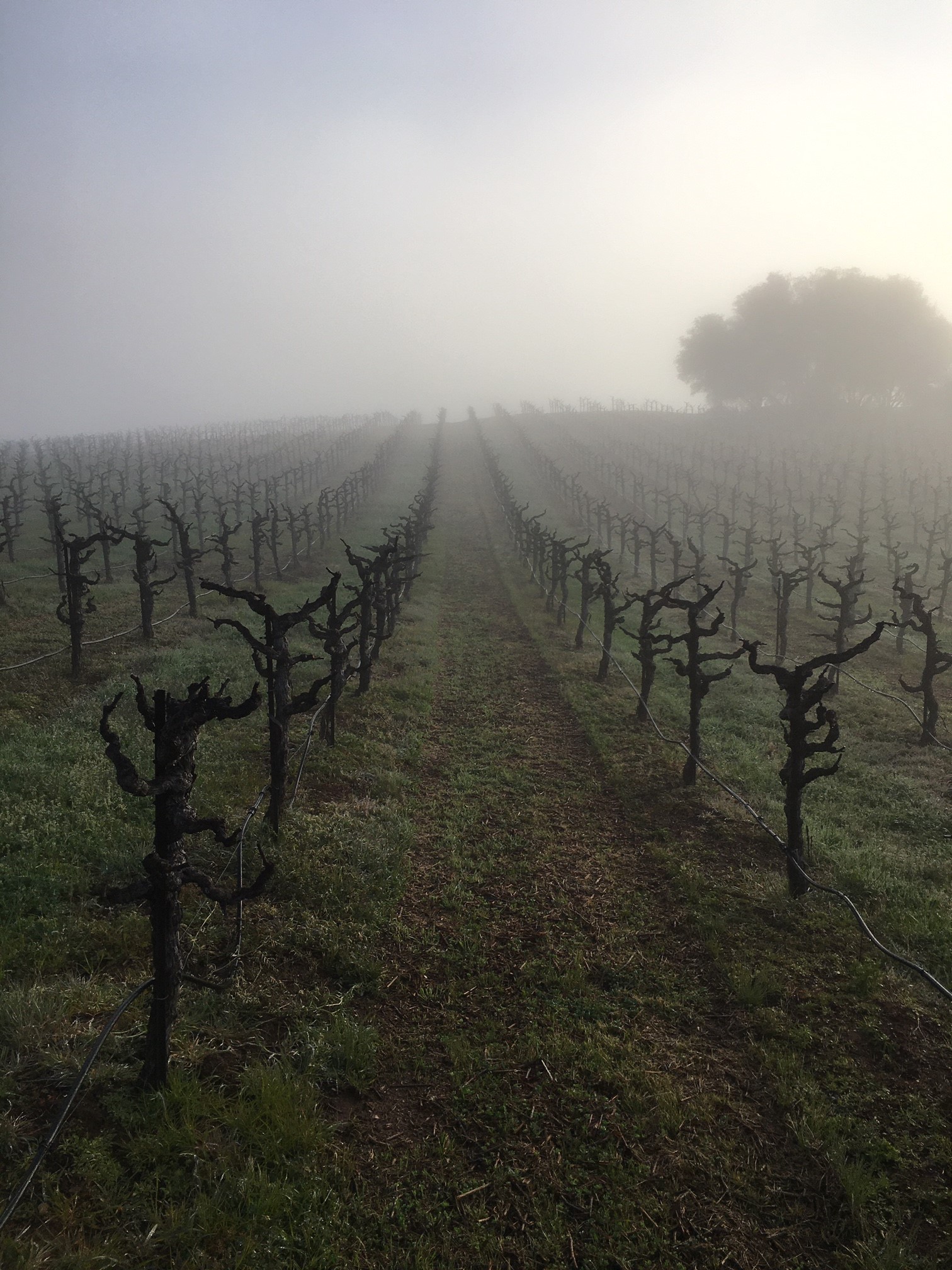 Shaker Ridge Vineyard El Dorado Wine Grape Growers Association